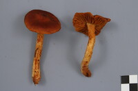 Cortinarius neocallisteus image